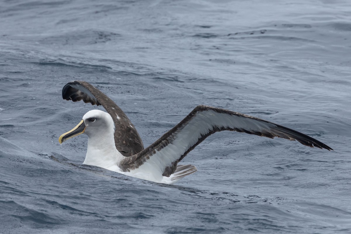 Буллеров альбатрос - ML646935084