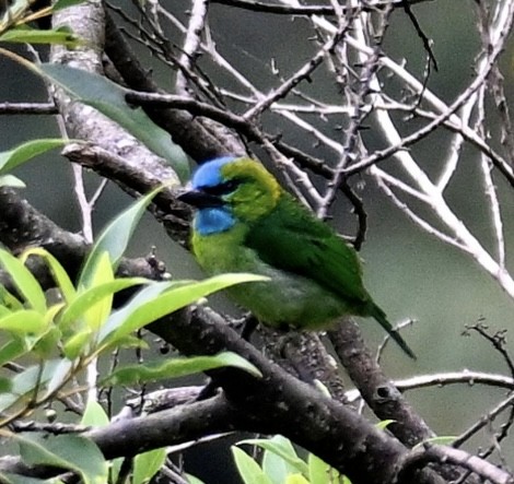 Синелицый бородастик - ML646935085