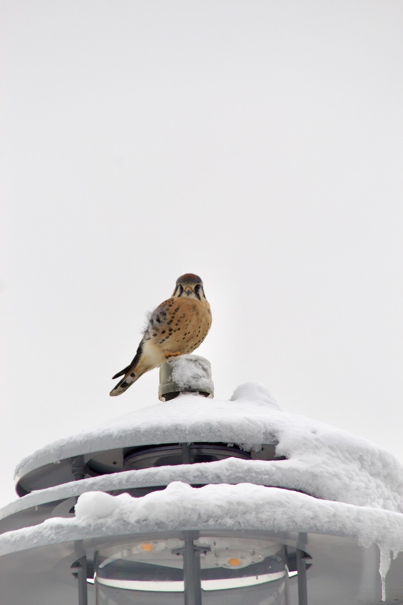 American Kestrel - ML646935089