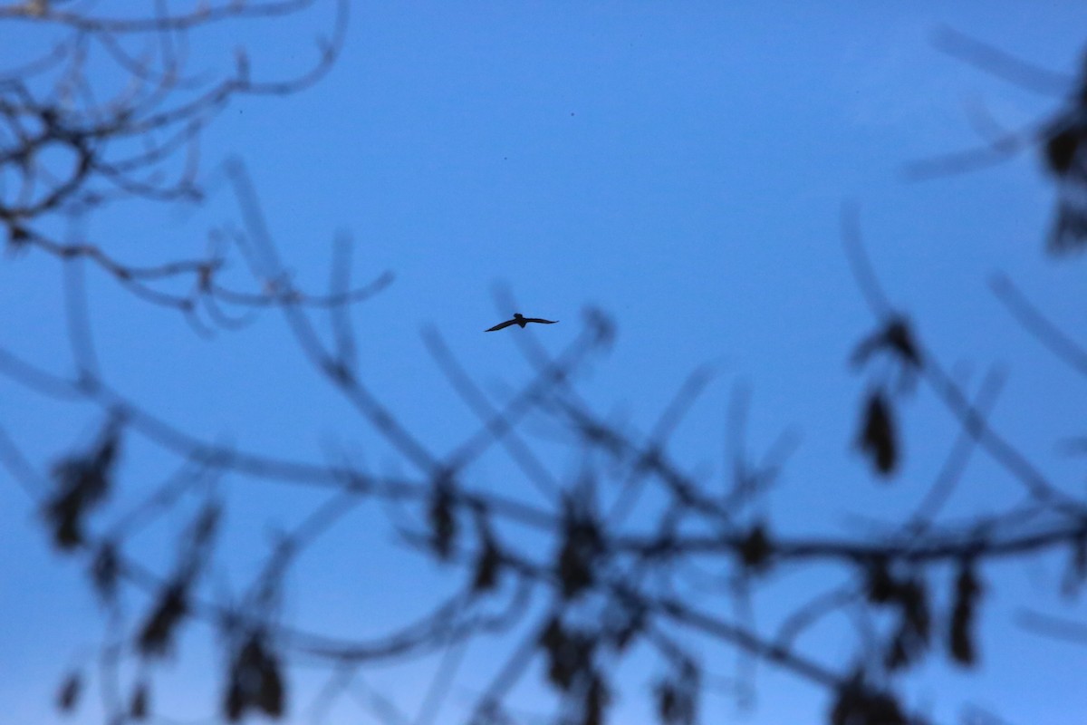 Erroi handia - ML646935091