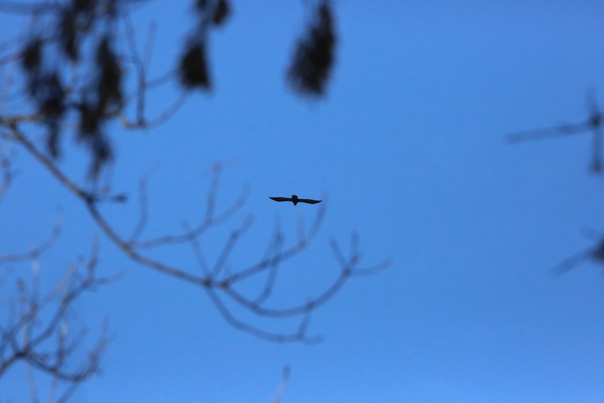 Erroi handia - ML646935093