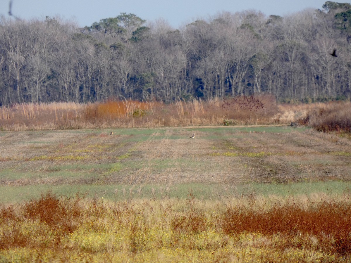 Swainson's Hawk - ML646935094