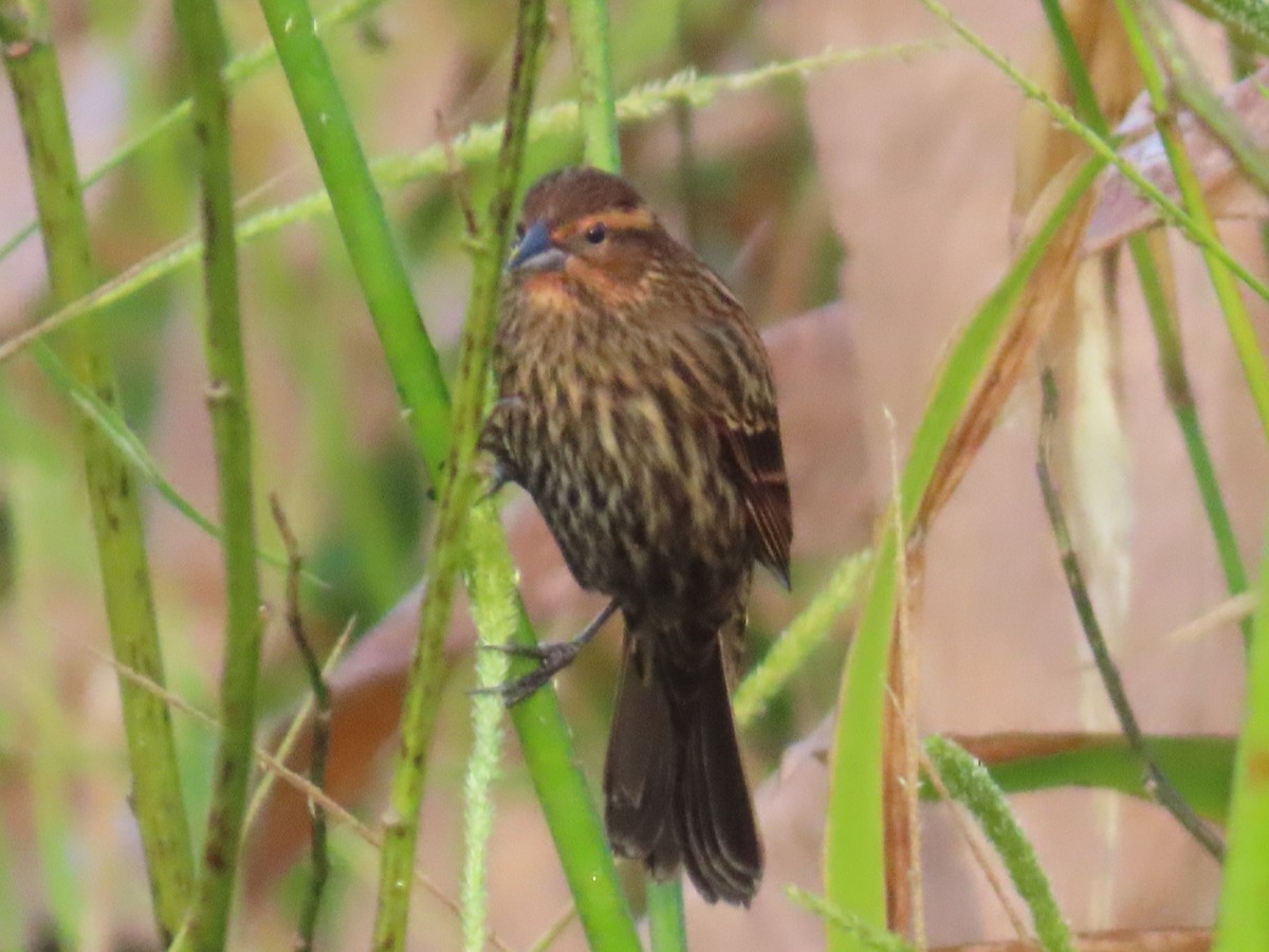 Red-winged Blackbird - ML646935098