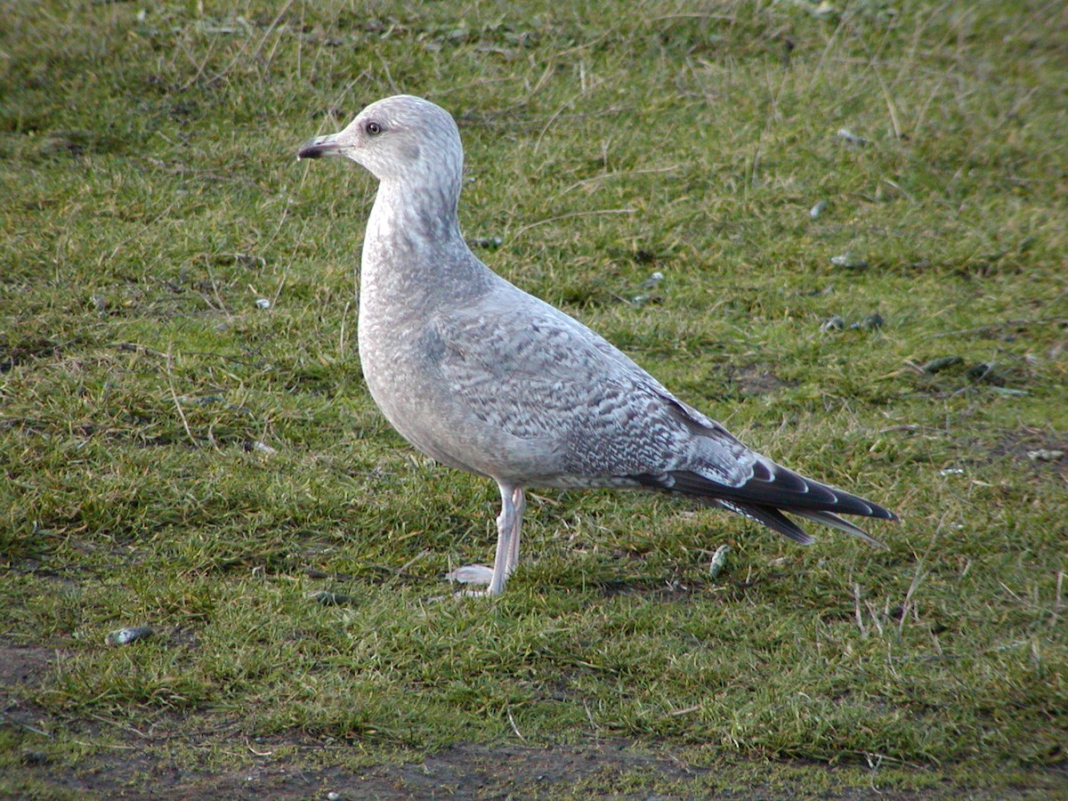 Iceland Gull (Thayer's) - ML646935109
