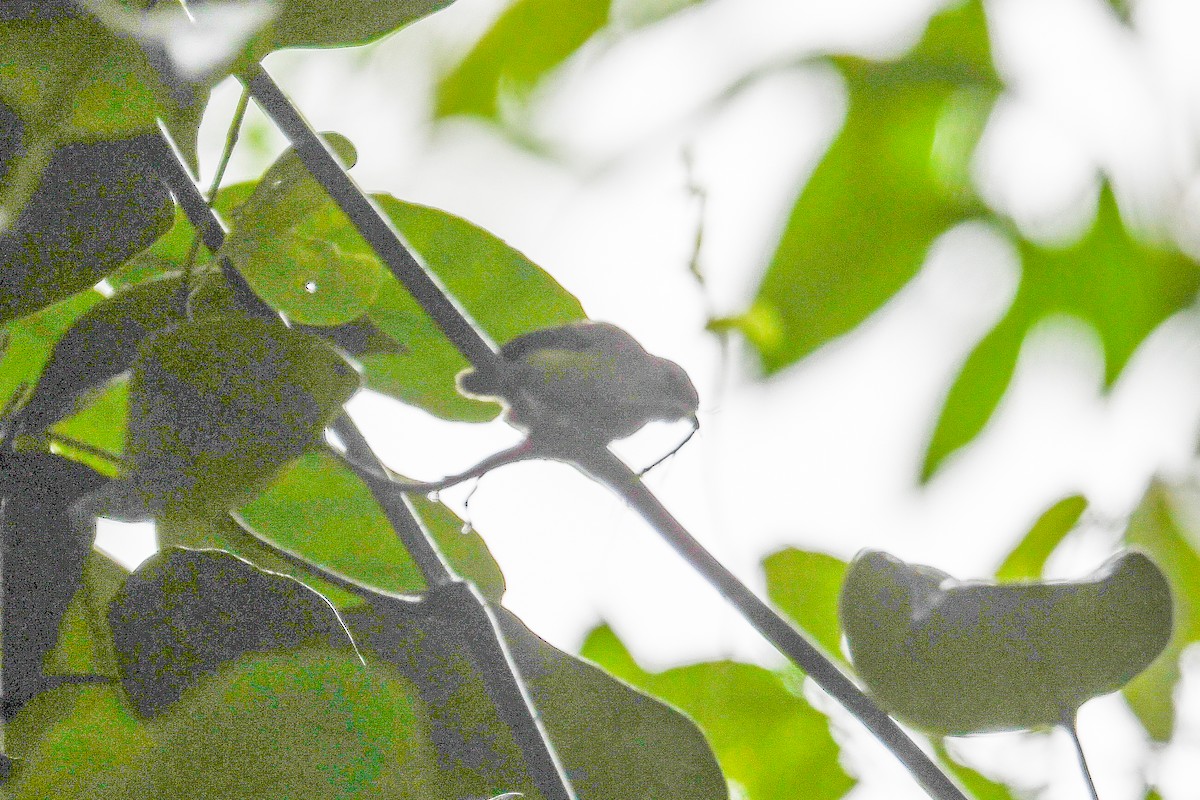 Ochre-crowned Greenlet - ML646935110