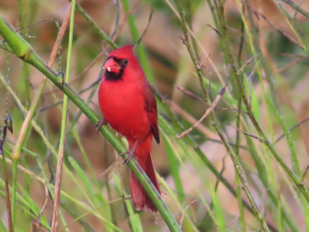 Kardinal arrunta - ML646935111