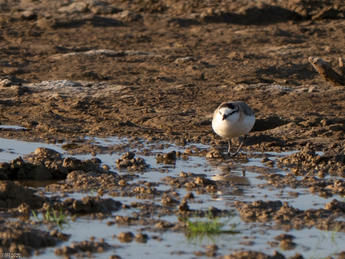 White-fronted Plover - ML646935115