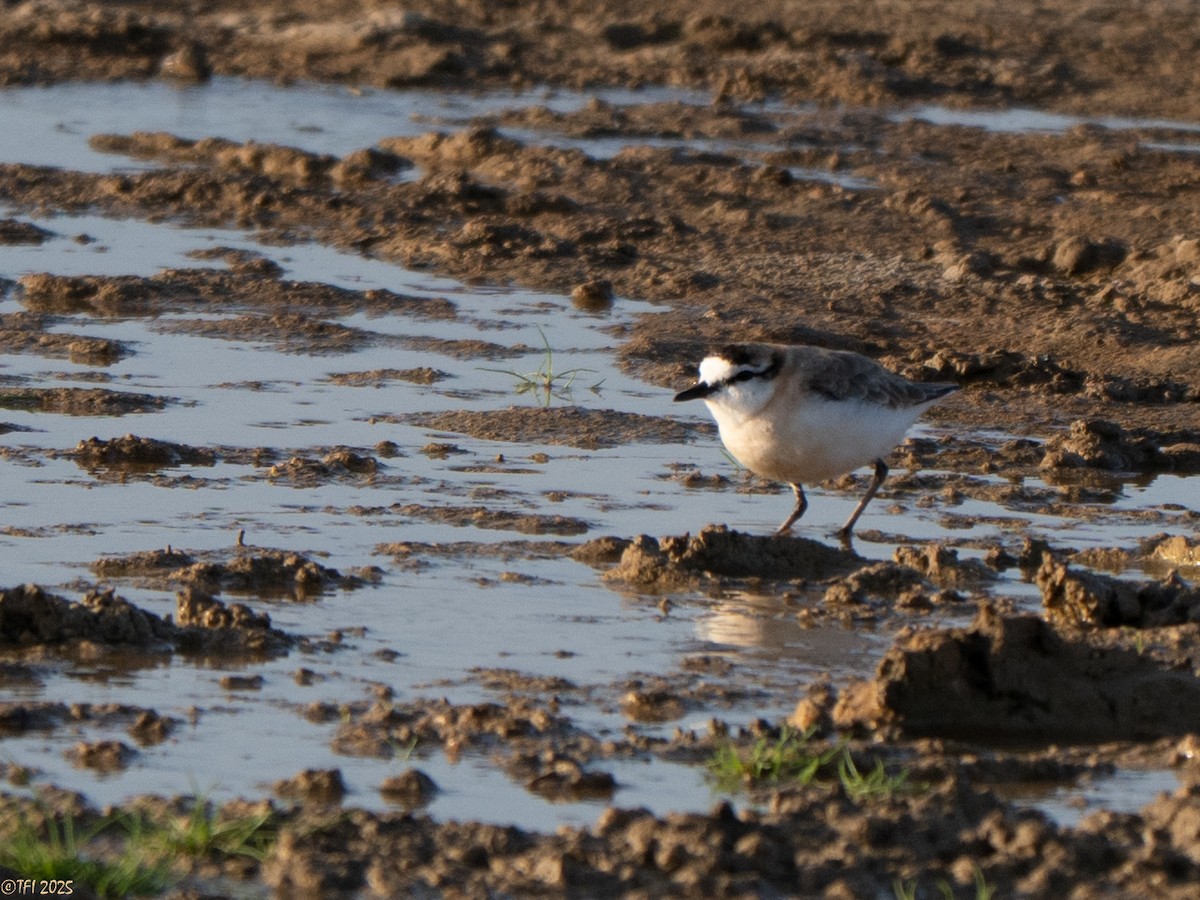 White-fronted Plover - ML646935122