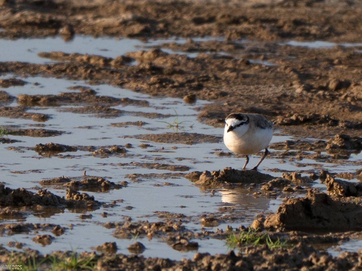 White-fronted Plover - ML646935127