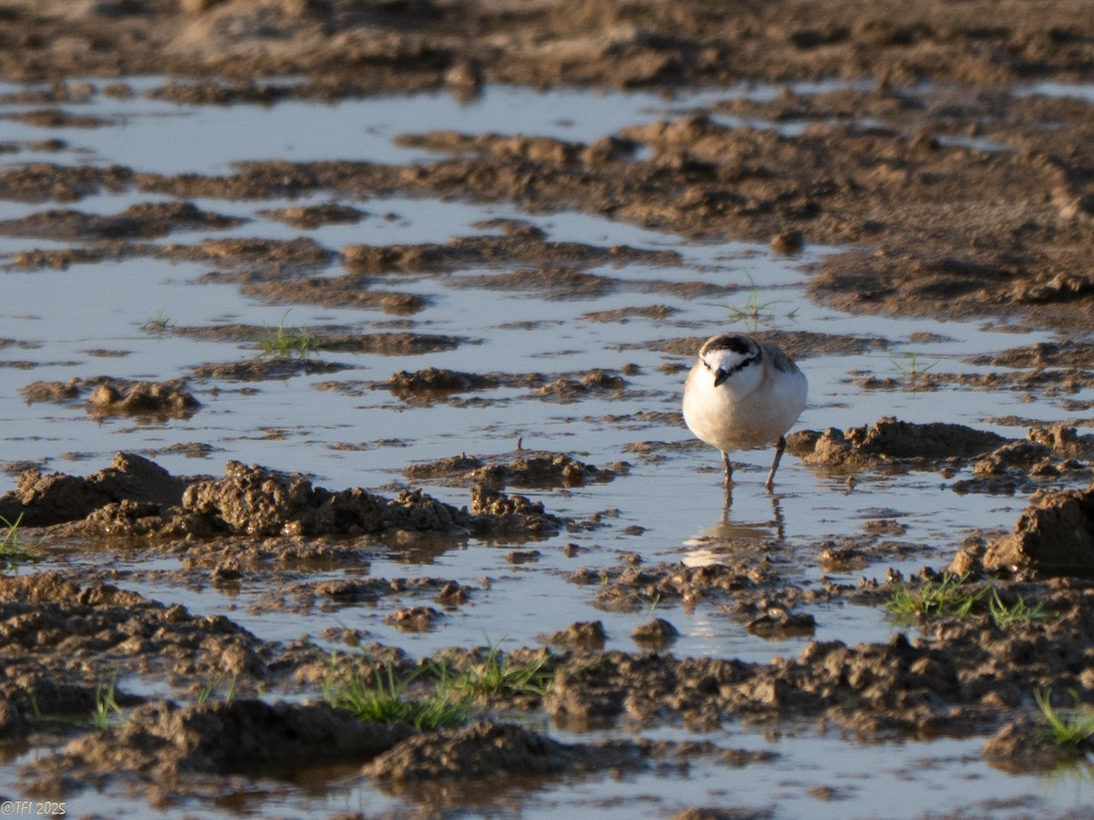 White-fronted Plover - ML646935129