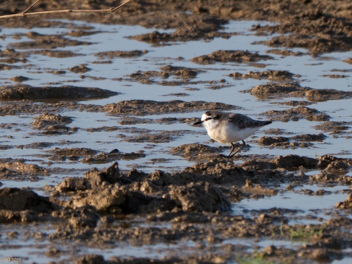 White-fronted Plover - ML646935134