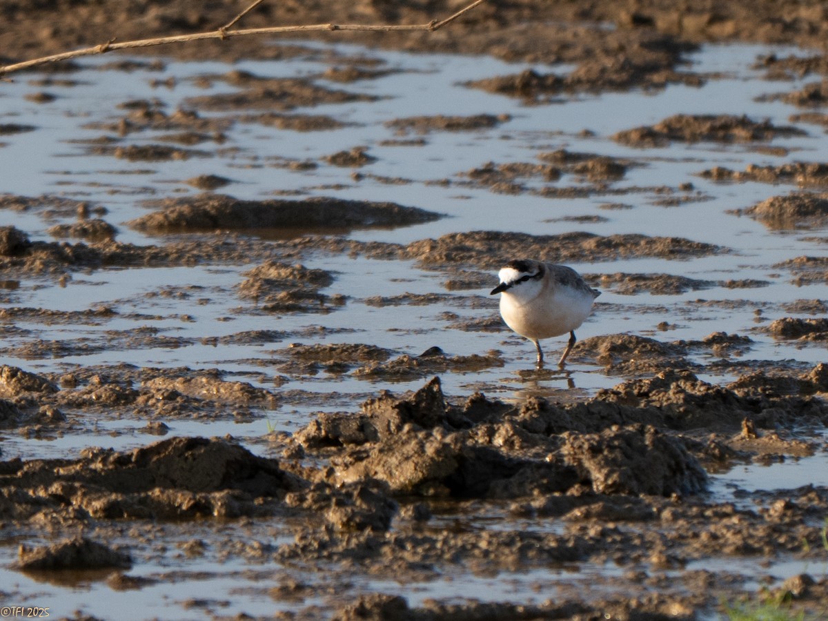White-fronted Plover - ML646935143