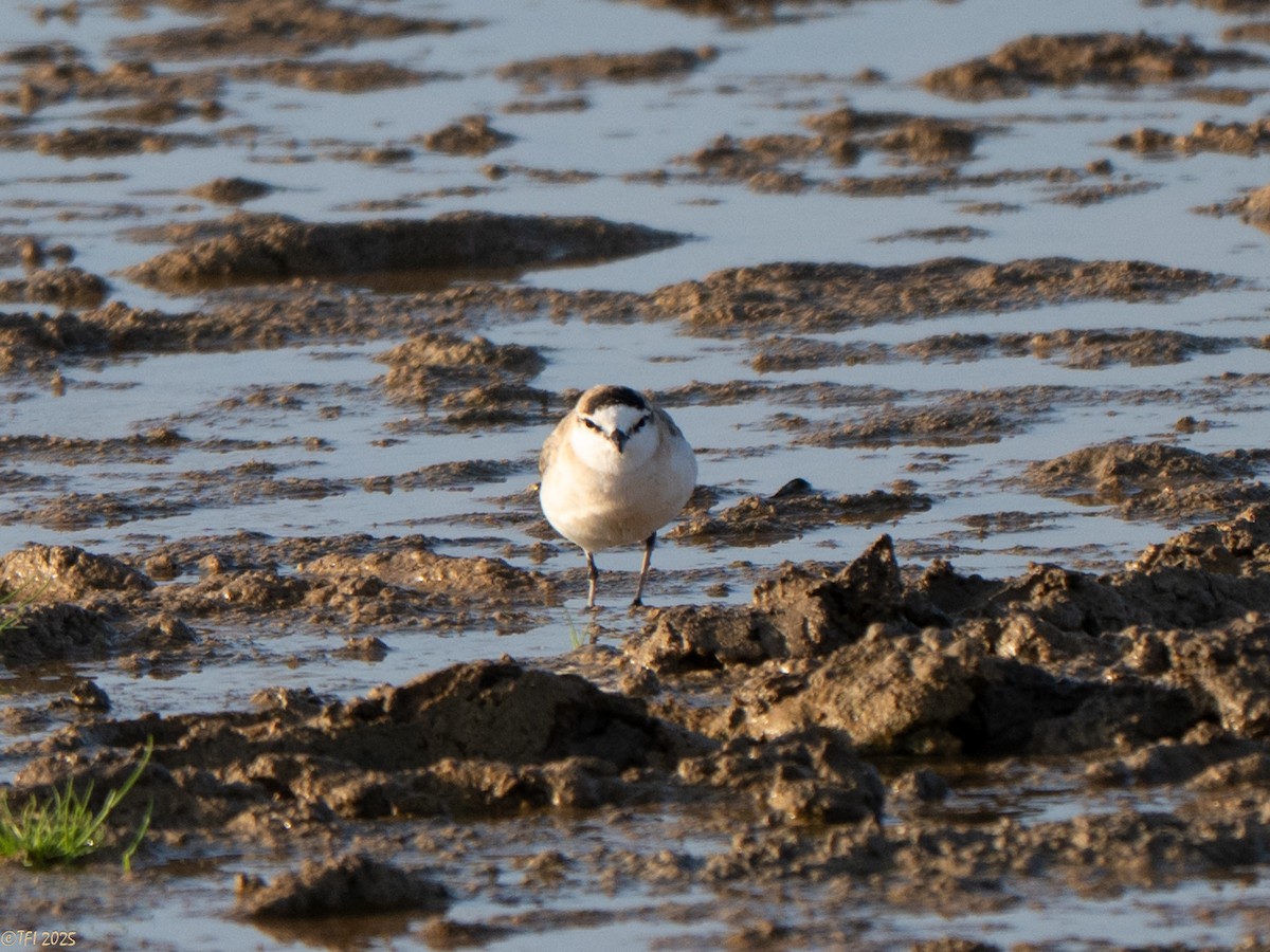 White-fronted Plover - ML646935144