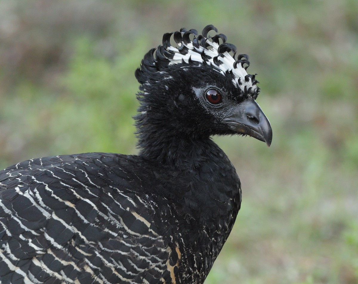 Bare-faced Curassow - ML646935146