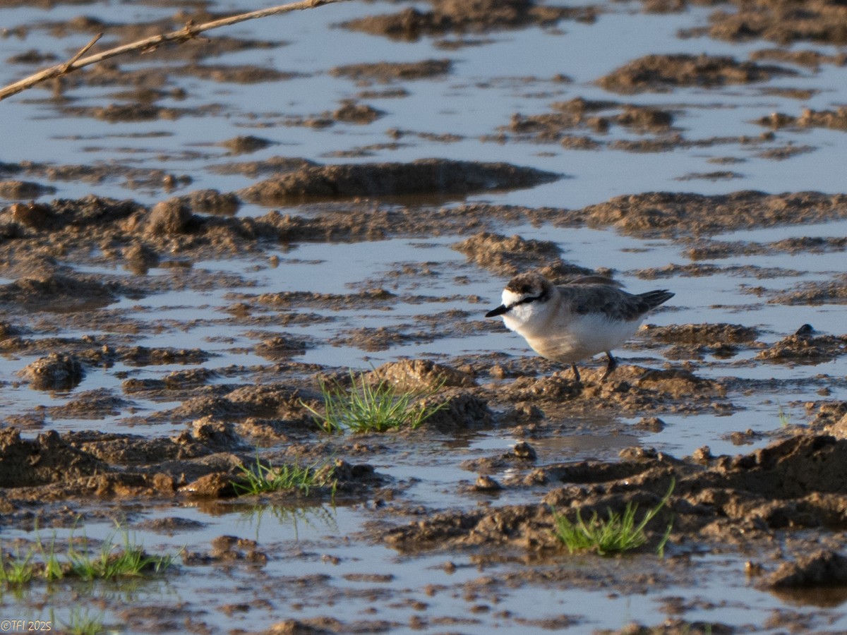White-fronted Plover - ML646935148