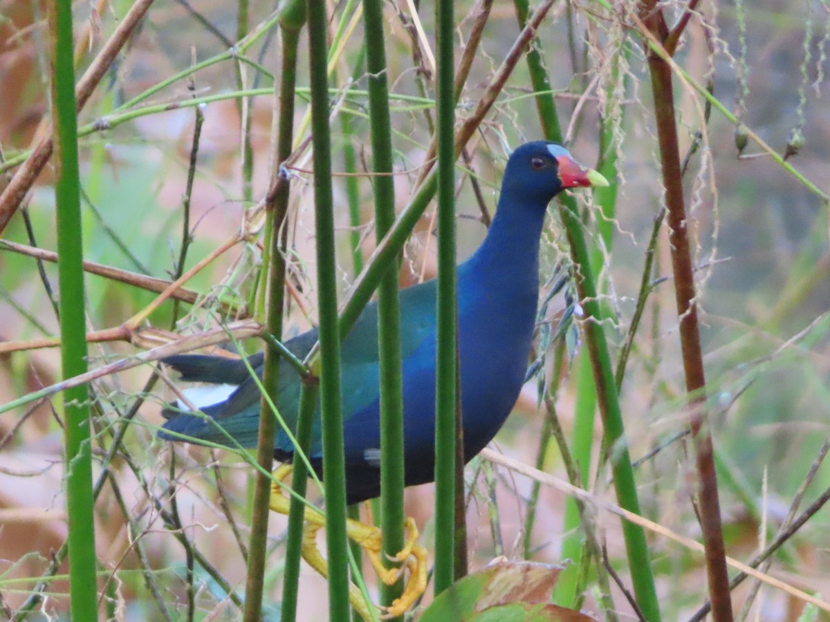 Uroilo urdin amerikarra - ML646935149