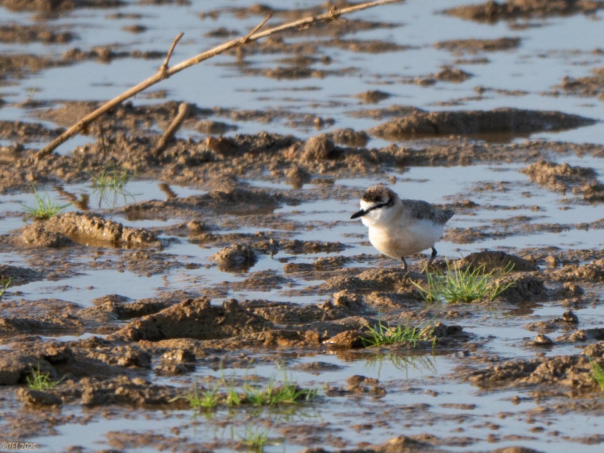 White-fronted Plover - ML646935150