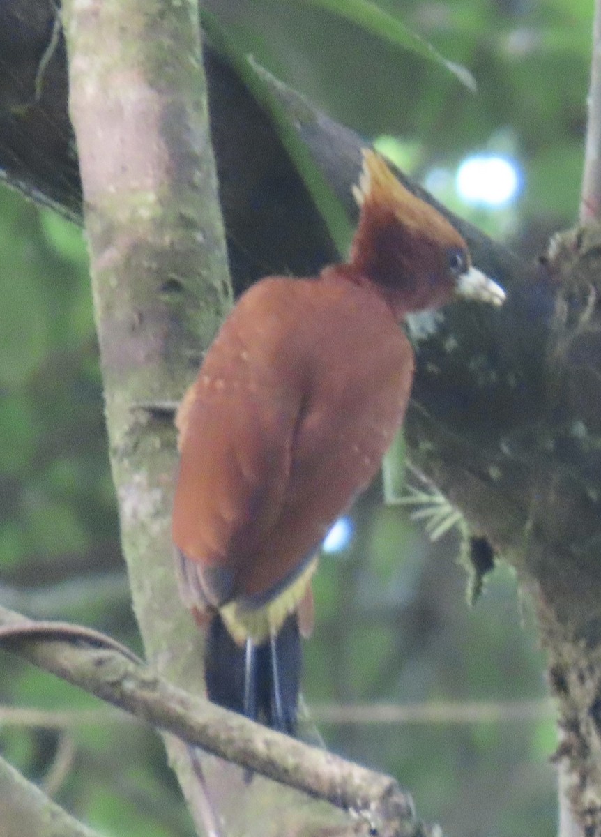 Chestnut Woodpecker - ML646935152
