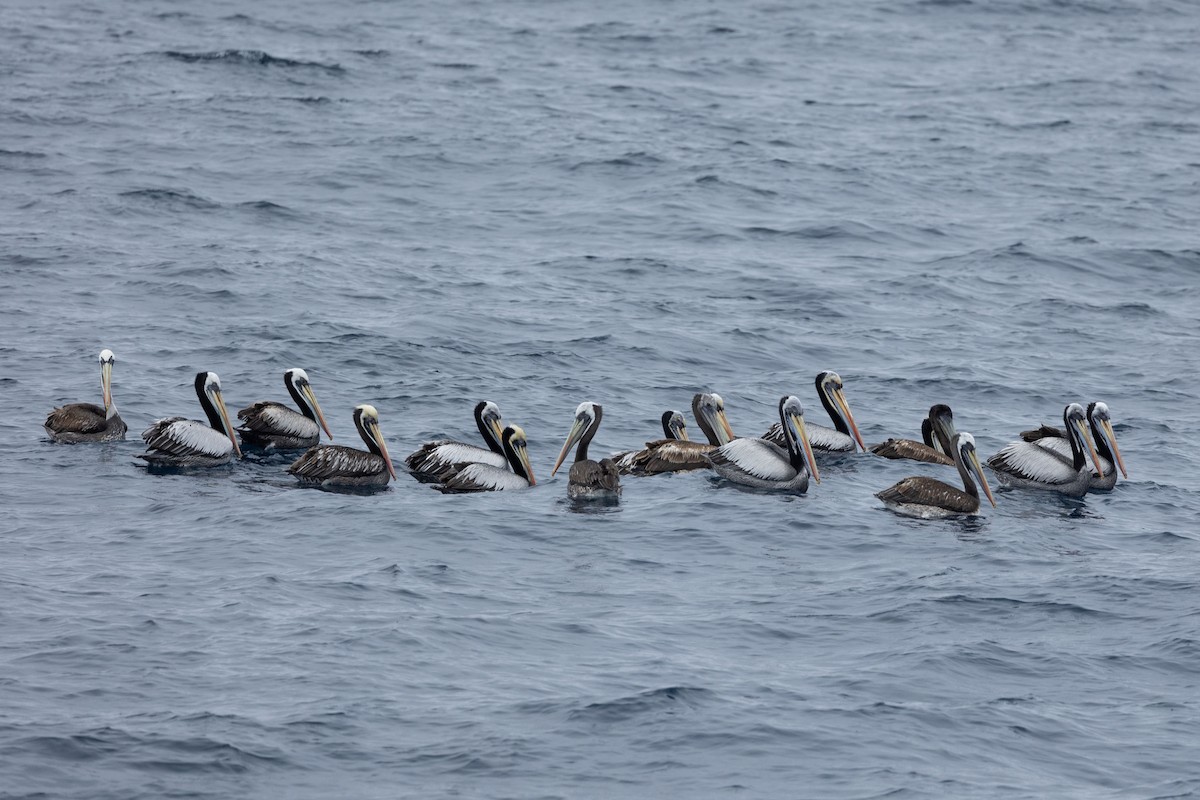 Peruvian Pelican - ML646935153