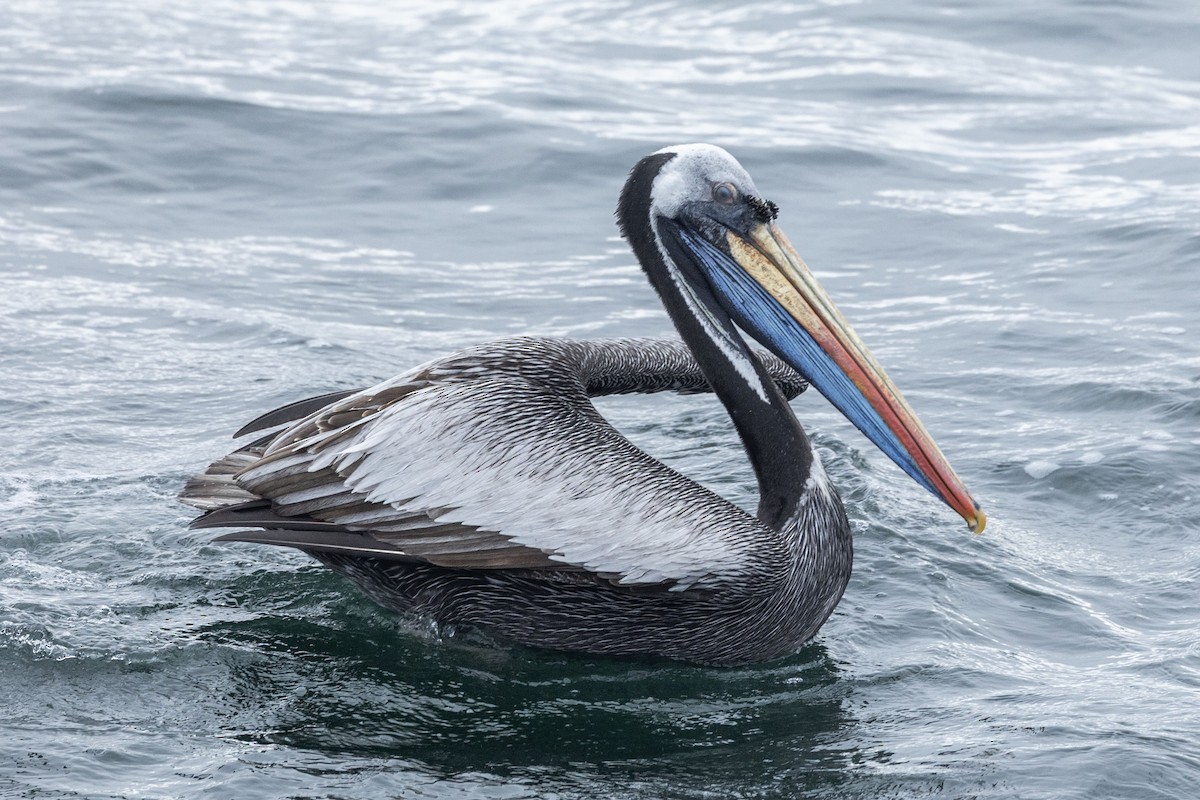 Peruvian Pelican - ML646935154
