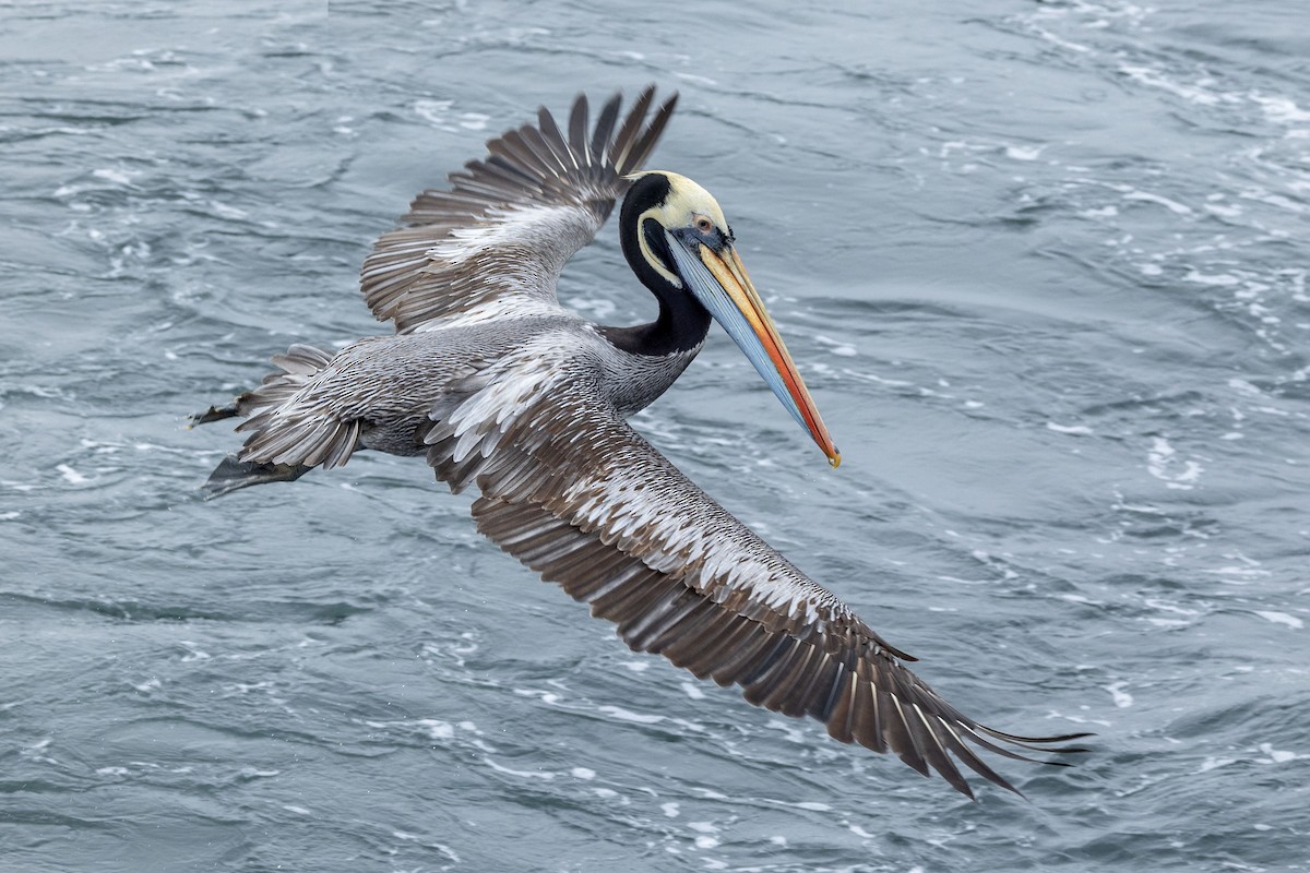 Peruvian Pelican - ML646935155