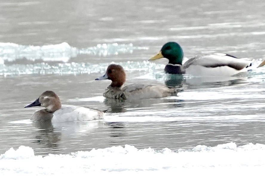 Canvasback - ML646935156