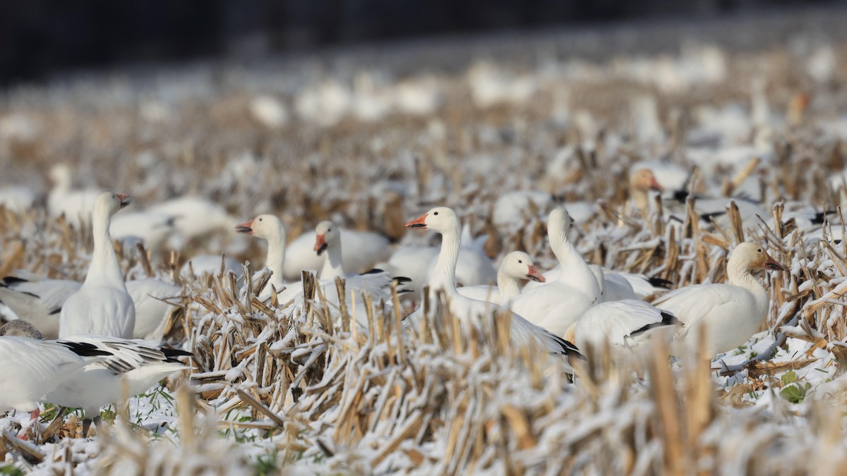 Цасны галуу - ML646935158