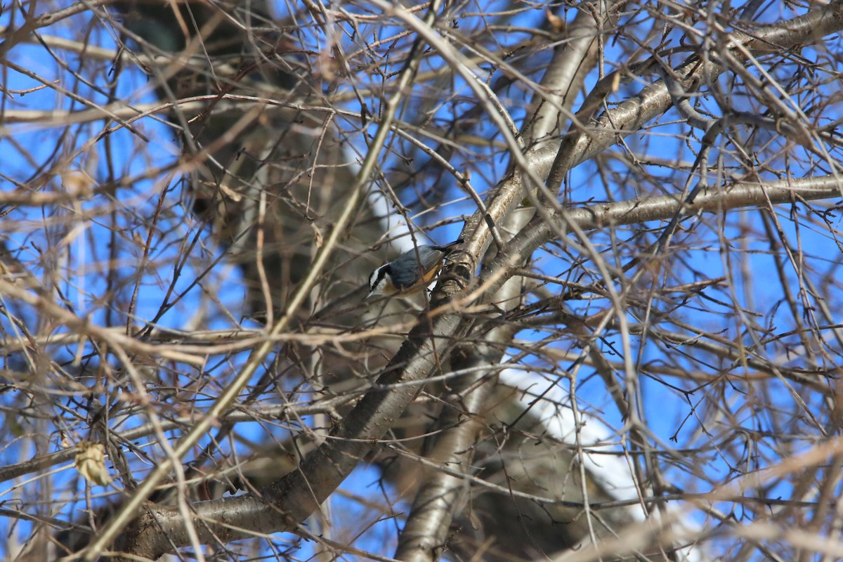 Red-breasted Nuthatch - ML646935160