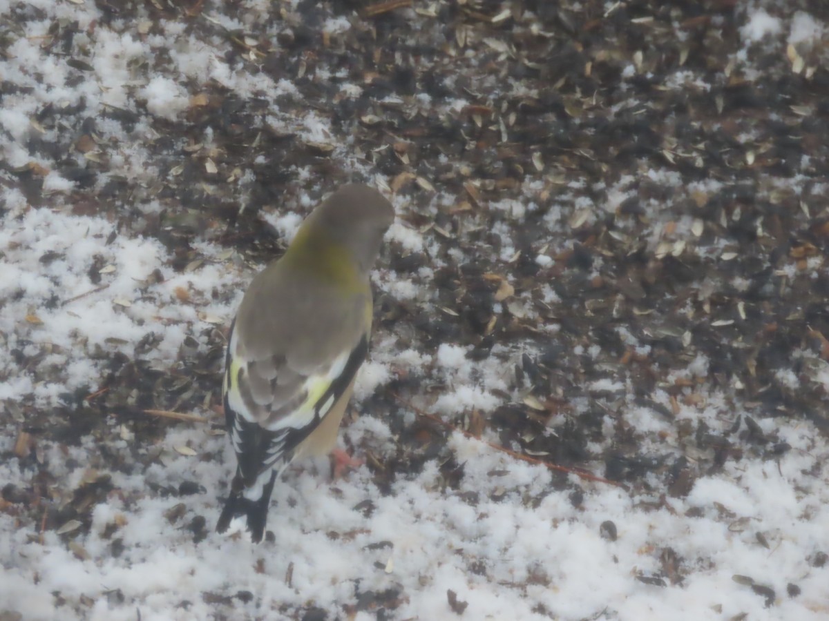 Evening Grosbeak - ML646935162