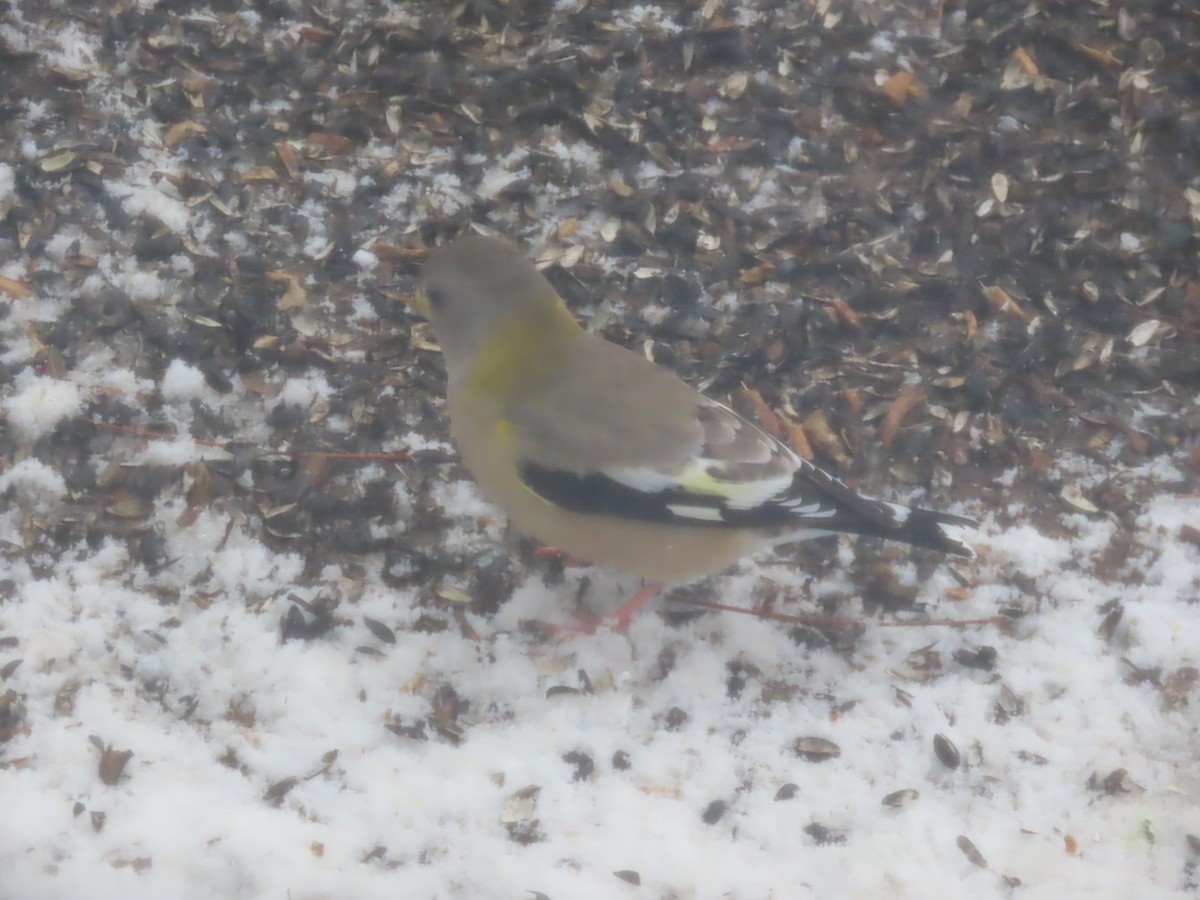 Evening Grosbeak - ML646935163