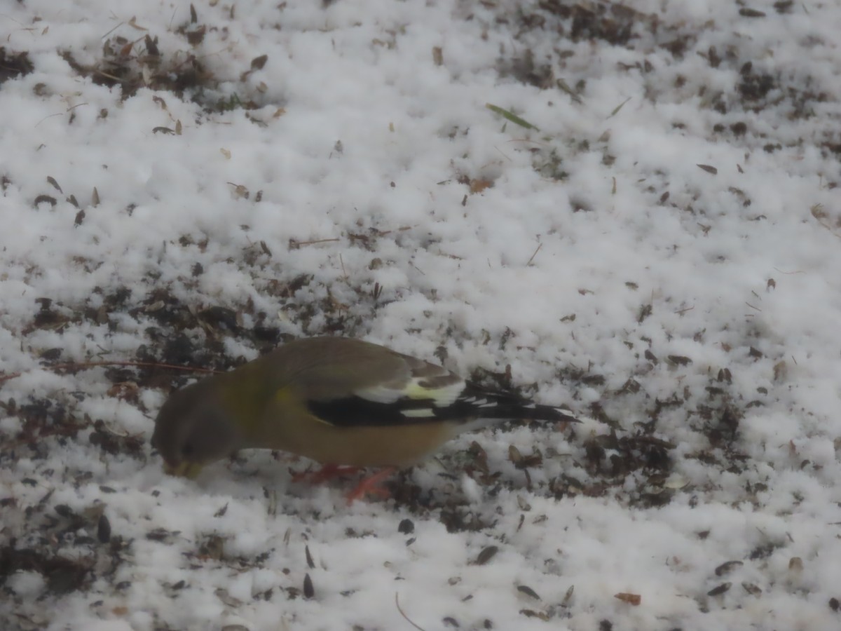 Evening Grosbeak - ML646935164