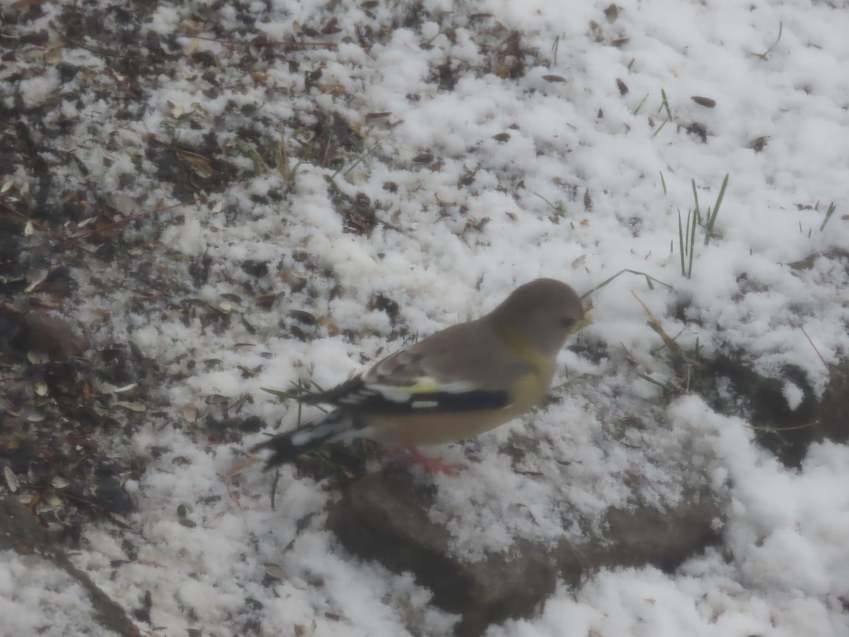 Evening Grosbeak - ML646935165