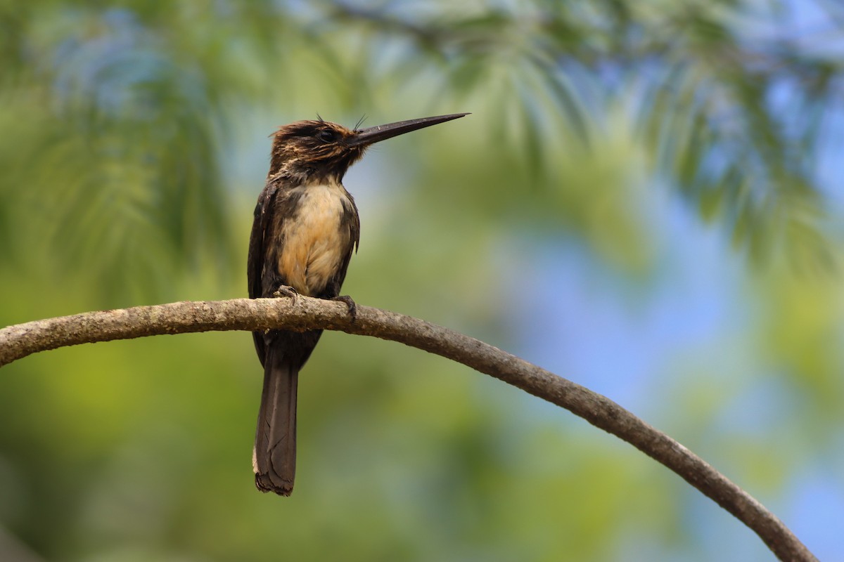 leskovec tříprstý - ML646935166