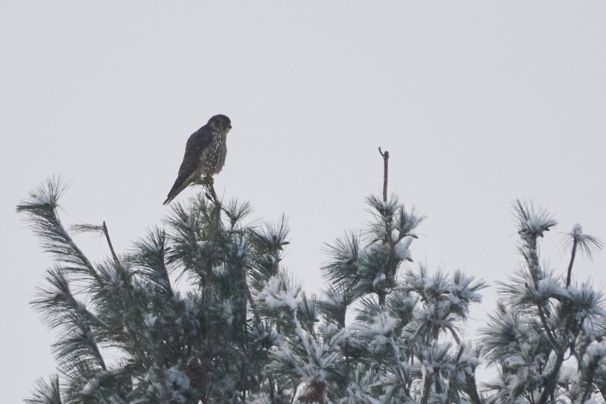 dvergfalk - ML646935167