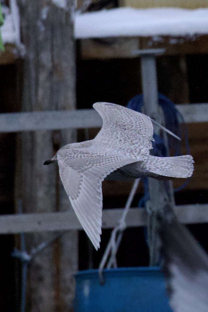 Iceland Gull (kumlieni) - ML646935173