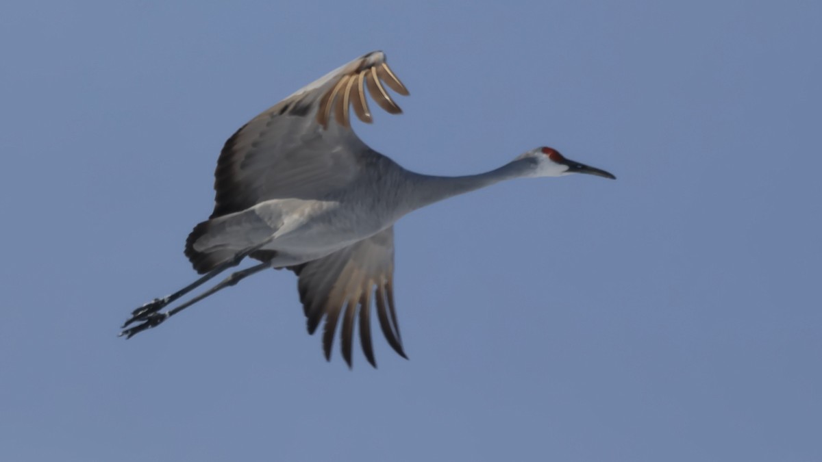 Орог тогоруу - ML646935179