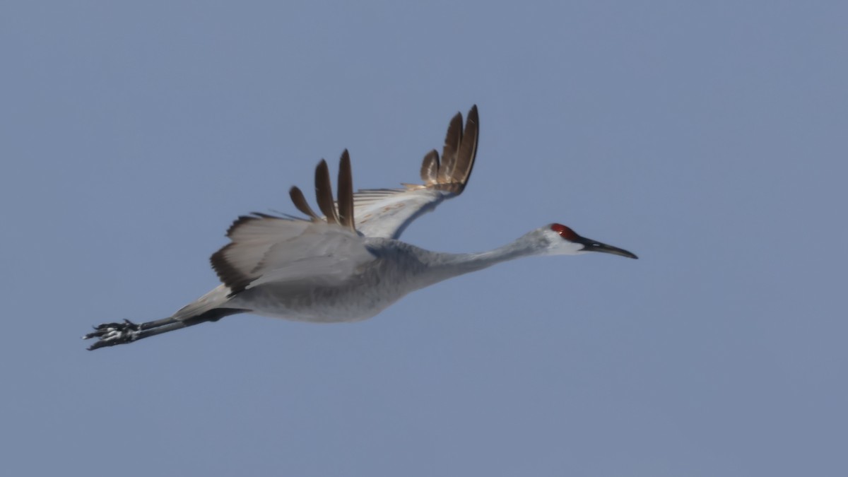 Орог тогоруу - ML646935180