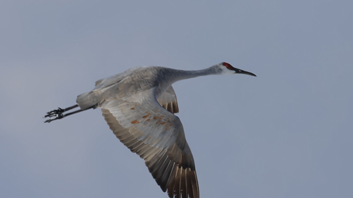 Орог тогоруу - ML646935181