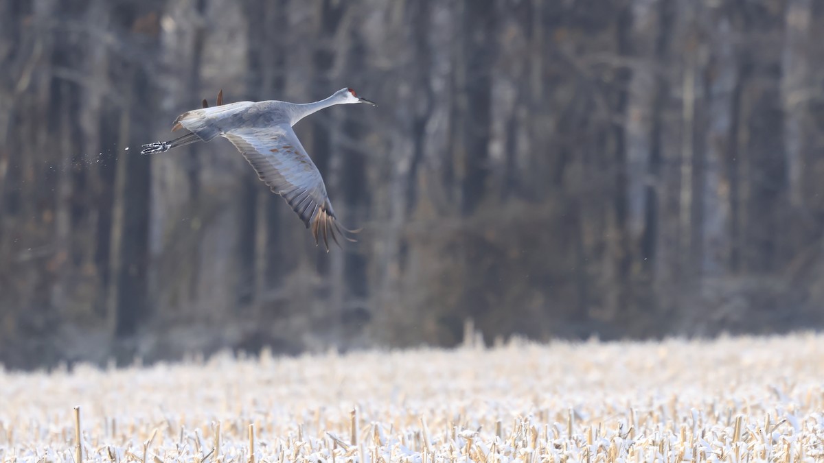 Орог тогоруу - ML646935182