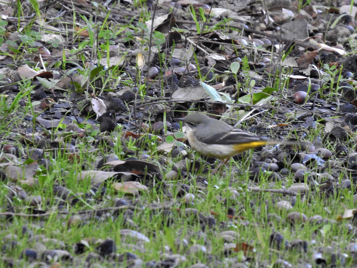 Gebirgsstelze - ML646935185