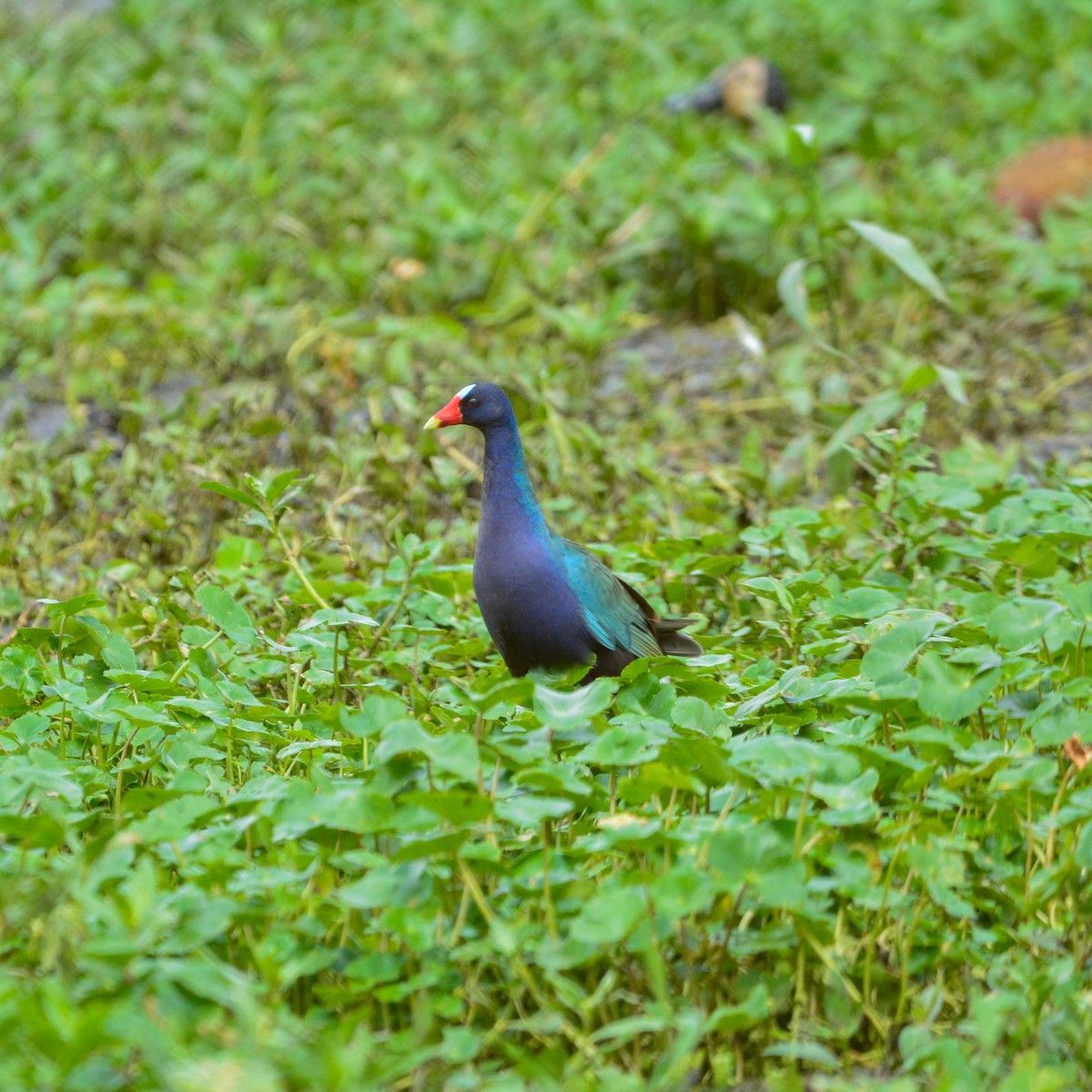 Малая султанка - ML646935186