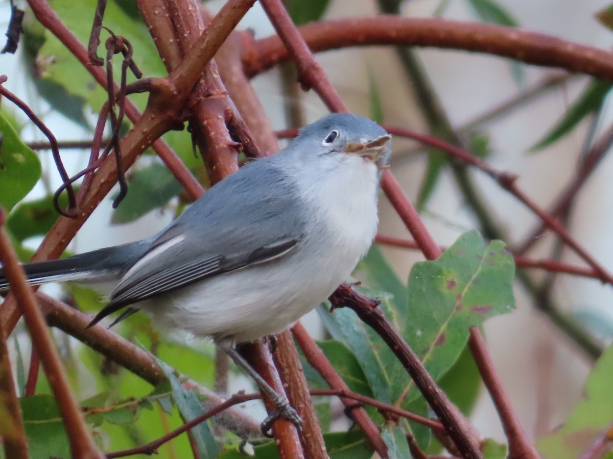Blue-gray Gnatcatcher - ML646935187
