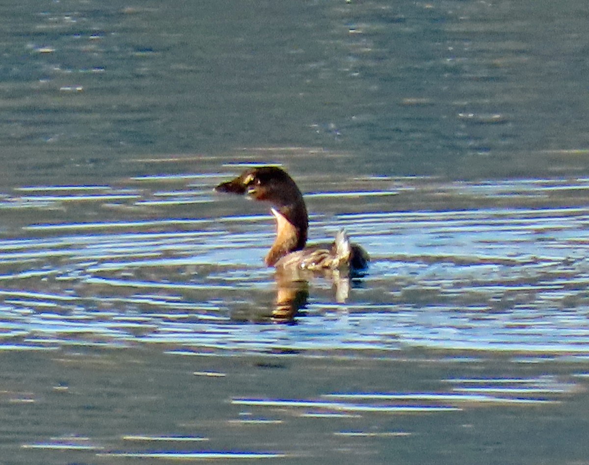 Pied-billed Grebe - ML646935191