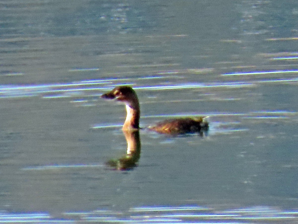 Pied-billed Grebe - ML646935192