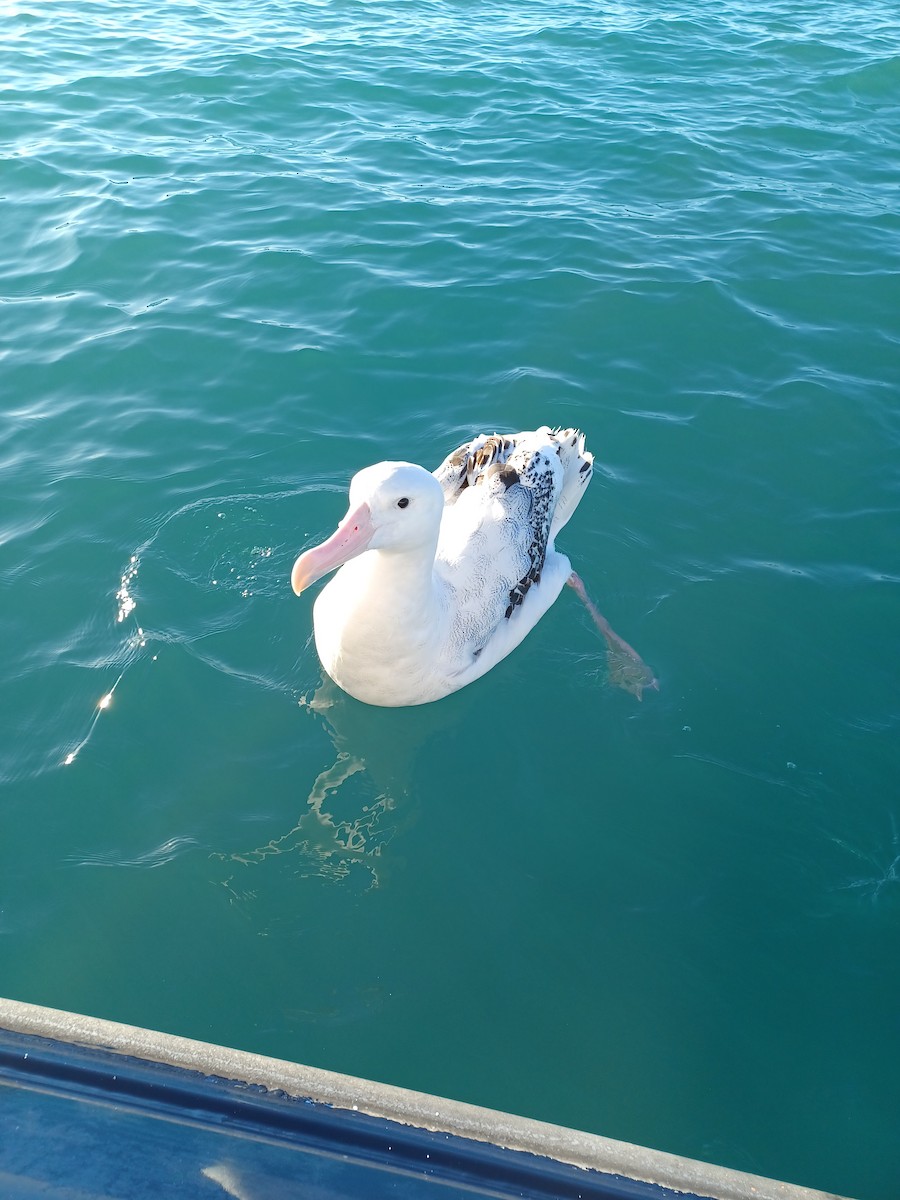 albatros stěhovavý/tristanský/jižní - ML646935193