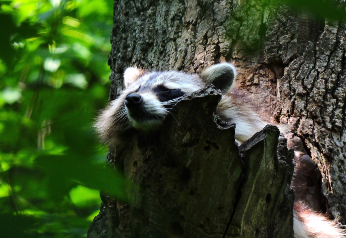 Common Raccoon - ML646935199