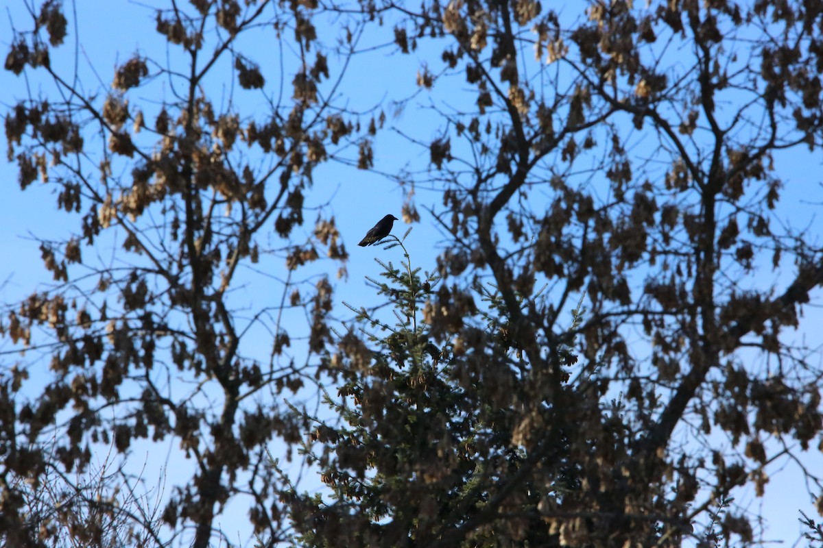 American Crow - ML646935200