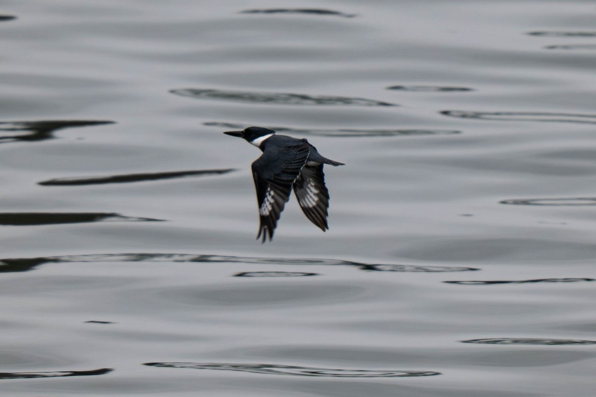 Belted Kingfisher - ML646935203
