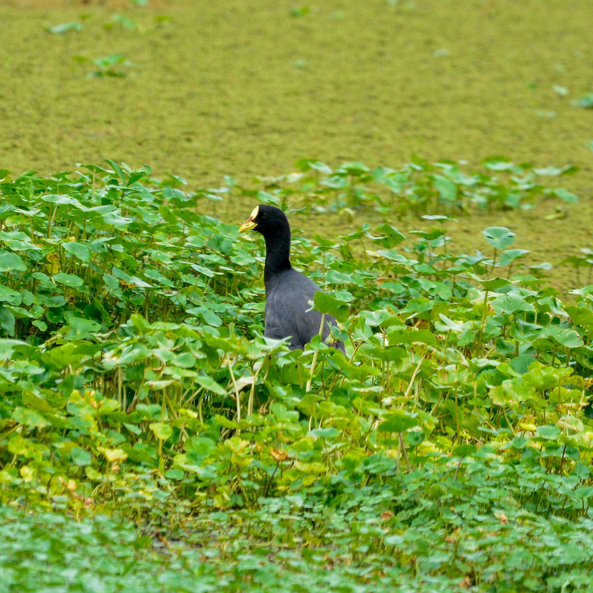Желтоклювая лысуха - ML646935209