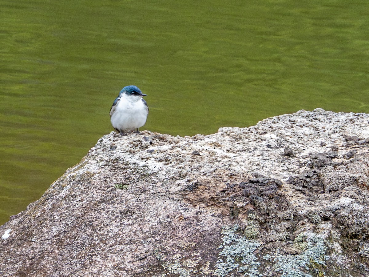 White-winged Swallow - ML646935215